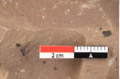 Foto (Detailansicht) von Antholithes stiriacus Kovar-Eder et Z.Kvacek sp.nov. (NHMW-GEO-2024-0188-0415)